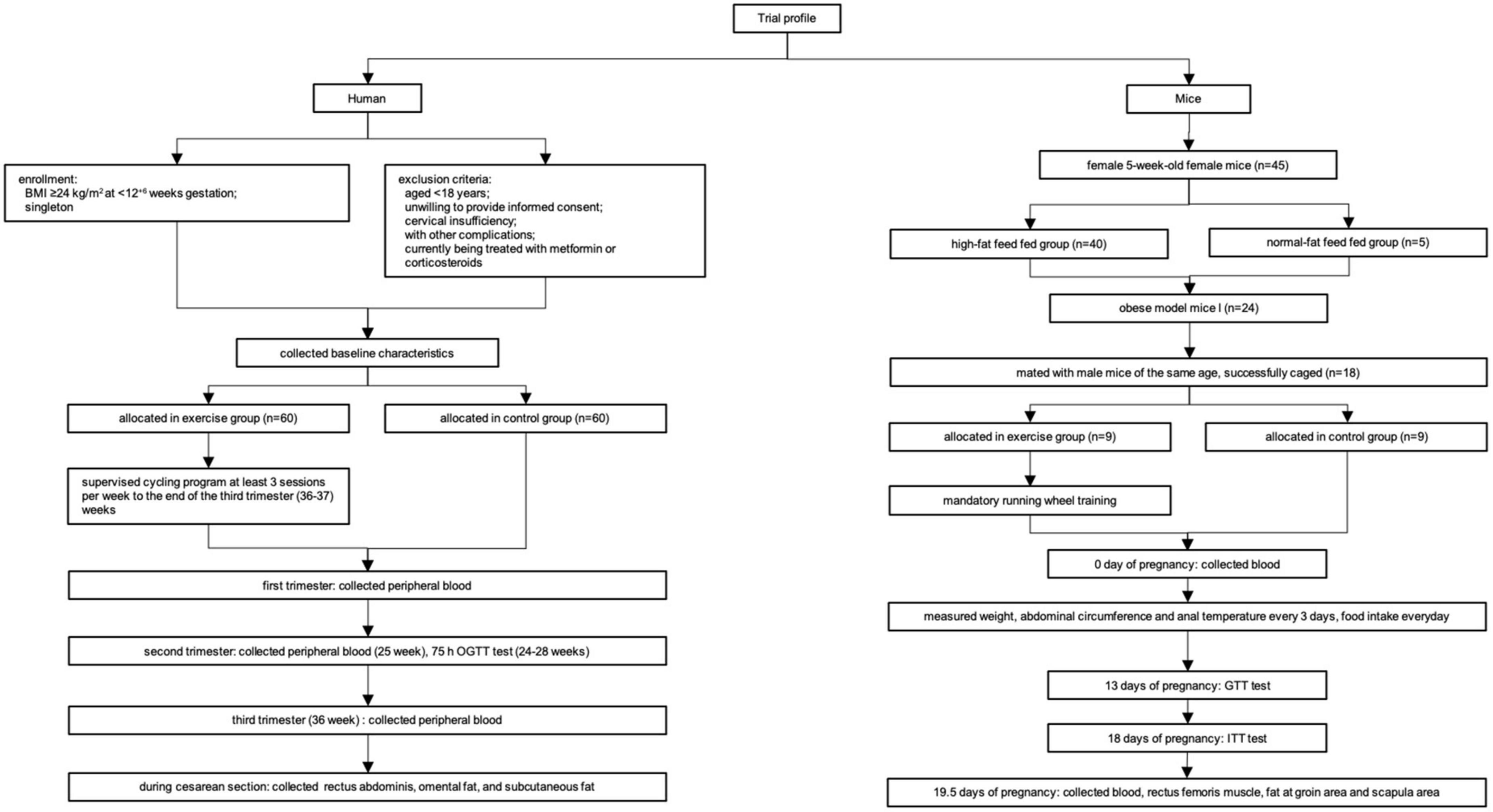 Irisin participates in the beneficial effects of exercise in preventing gestational diabetes mellitus in overweight and obese pregnant women and a mouse model